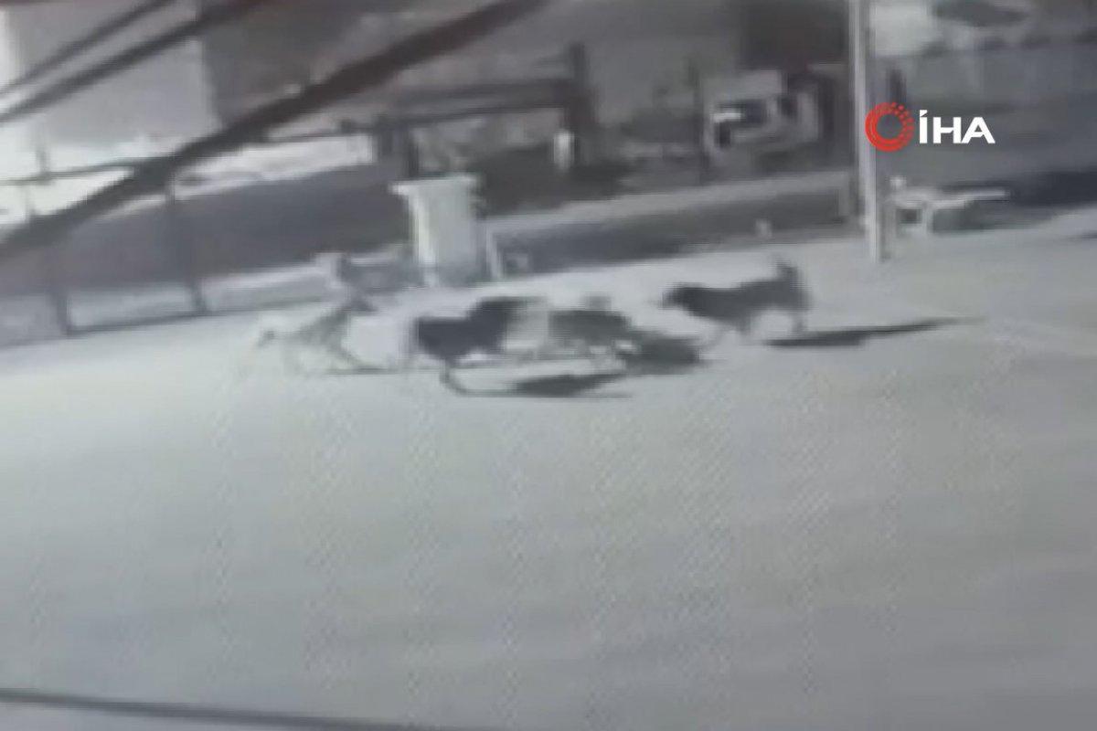 Ankara'da köpeklerin saldırısına uğrayan kedi kaçamadı