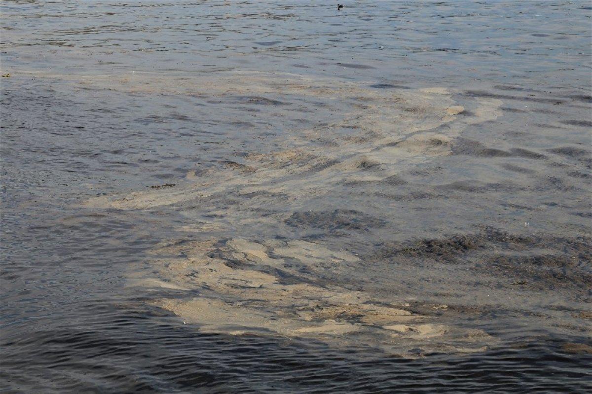 İzmit Körfezi’ndeki tabakanın nedeni alg patlaması çıktı