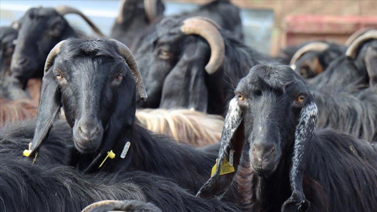 Hayvancılık yatırımı arttı