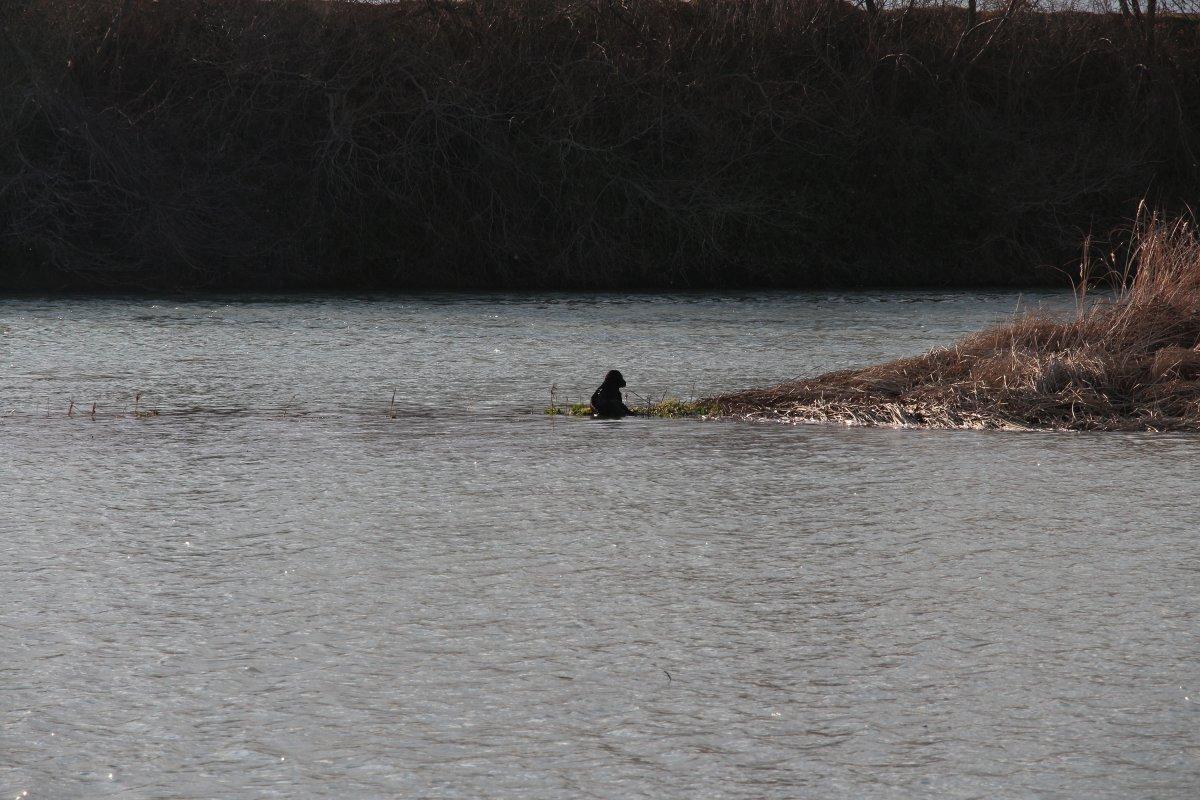 Tokat'ta çayda mahsur kalan köpek botla kurtarıldı