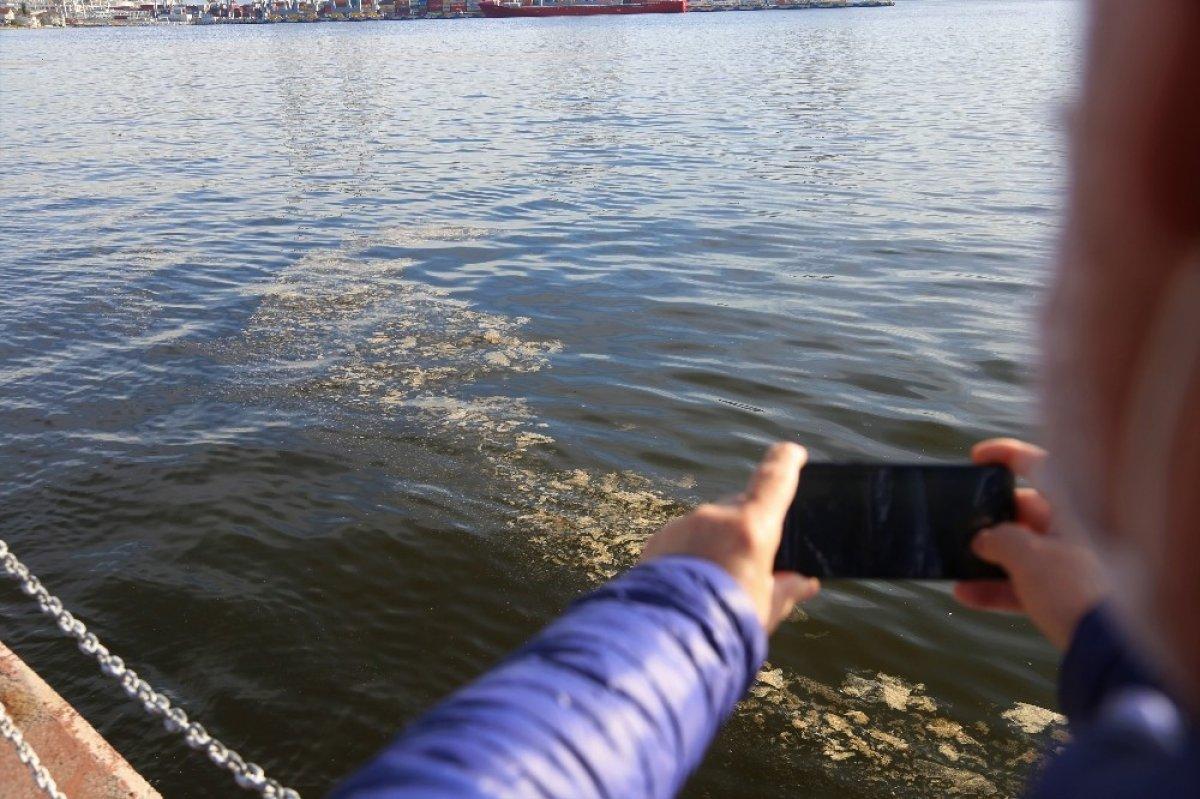 İzmit Körfezi’ndeki tabakanın nedeni alg patlaması çıktı