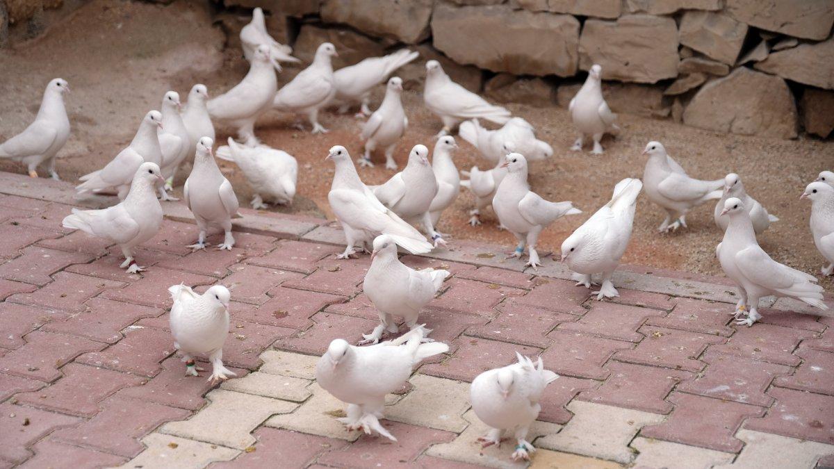 Konya'da 100 bin liraya güvercin alanlar oluyor