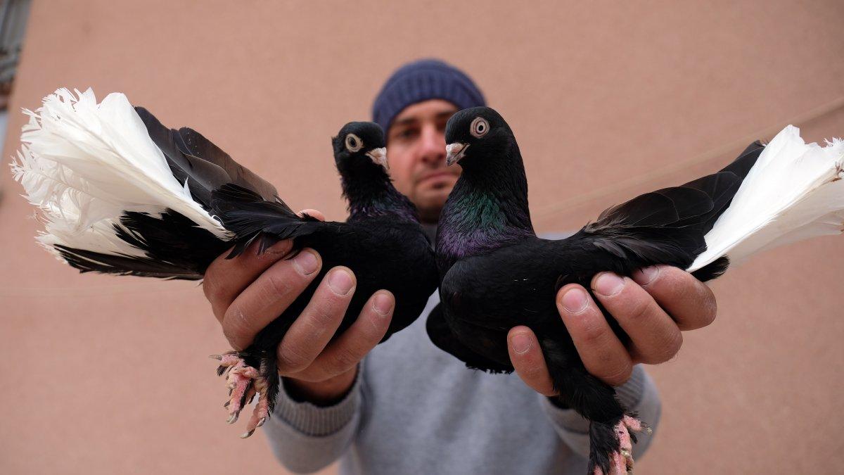 Konya'da 100 bin liraya güvercin alanlar oluyor