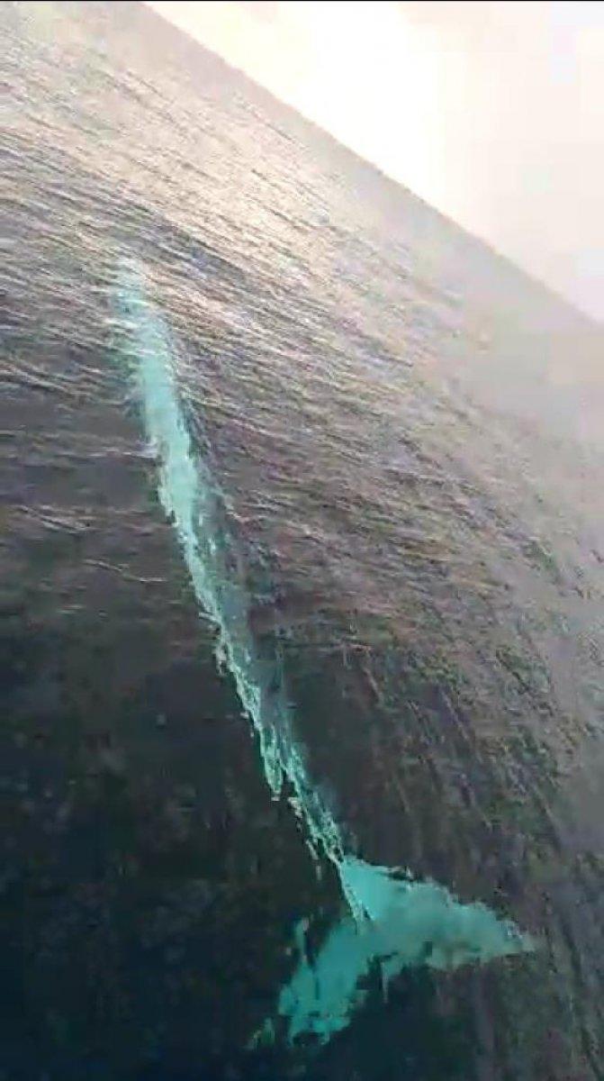 Adana açıklarında 15 metrelik  balina görüldü