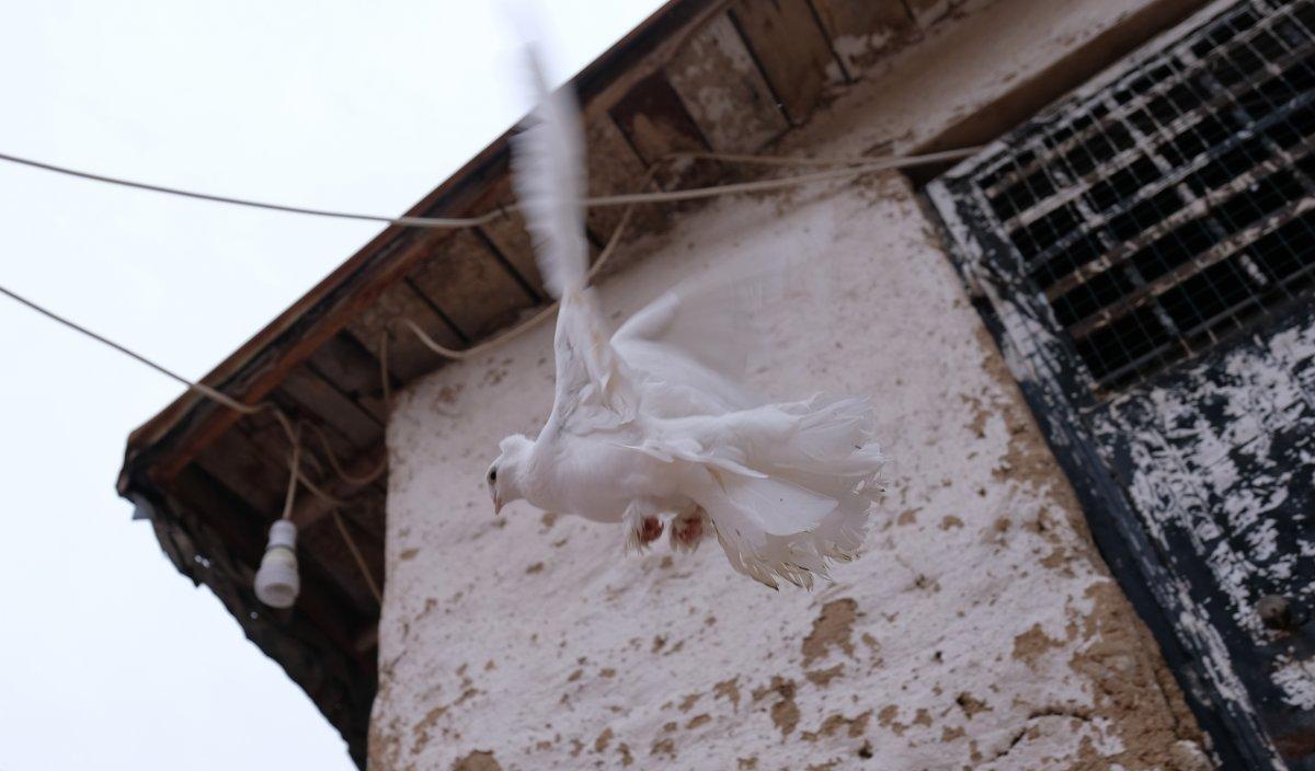 Konya'da 100 bin liraya güvercin alanlar oluyor