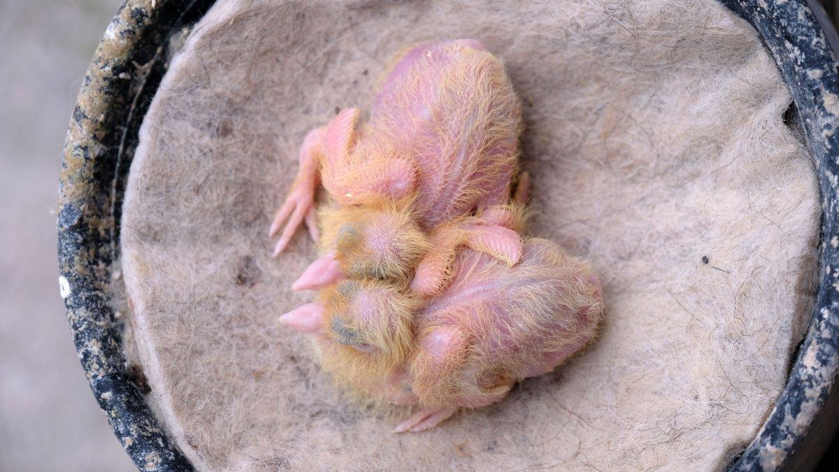 Konya'da 100 bin liraya güvercin alanlar oluyor