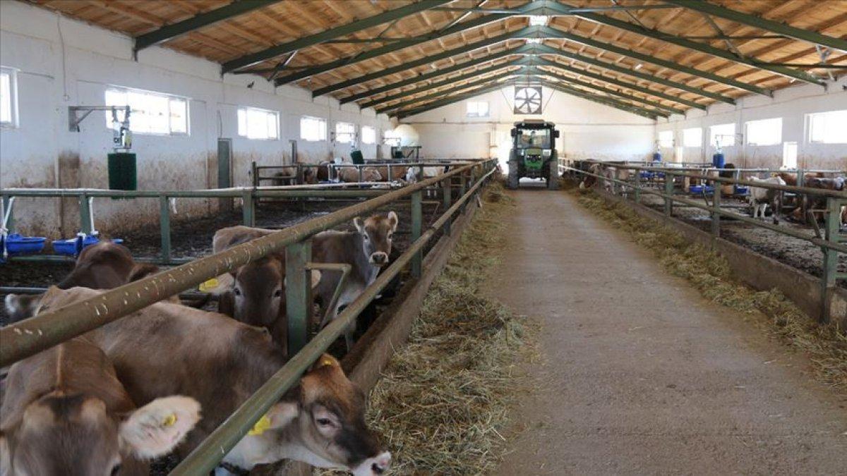 Büyükbaş hayvan sayısı