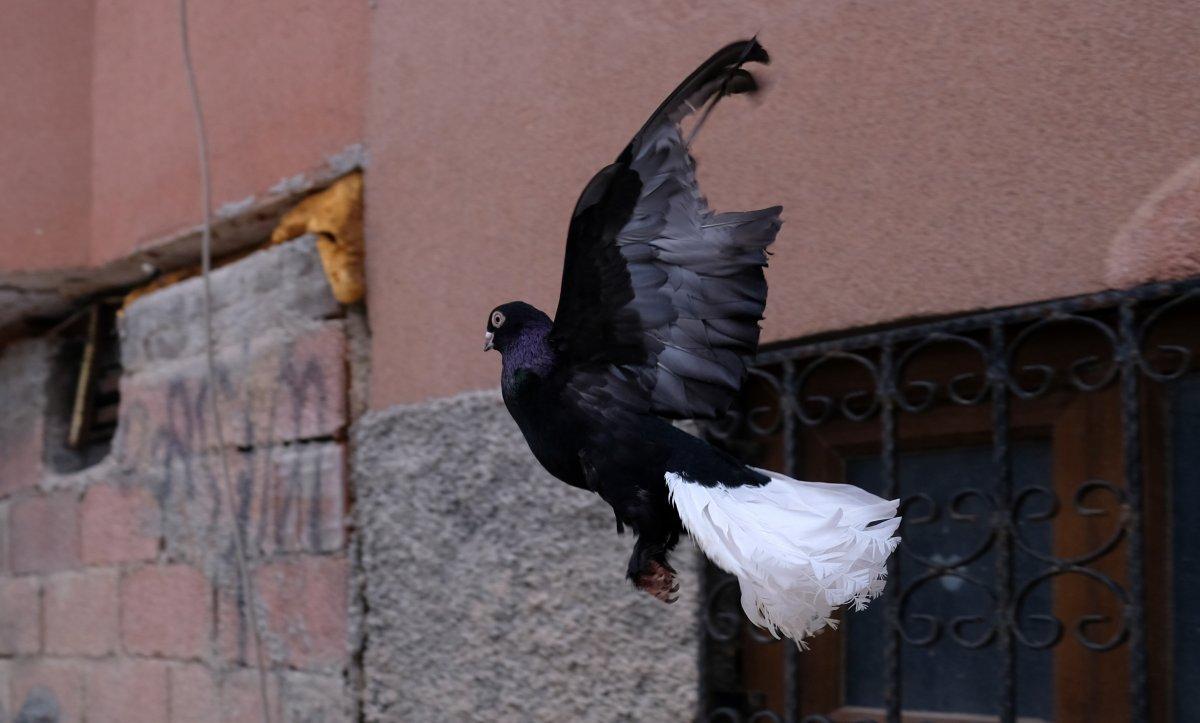 Konya'da 100 bin liraya güvercin alanlar oluyor