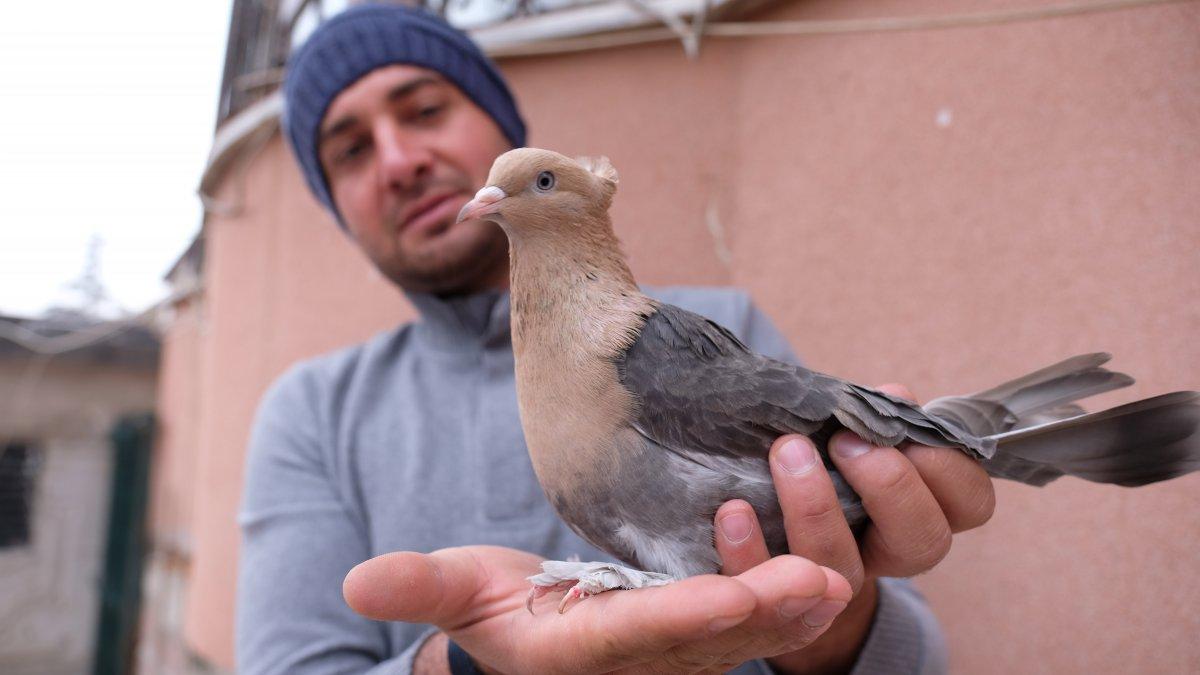 Konya'da 100 bin liraya güvercin alanlar oluyor