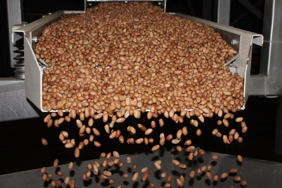 Yer fıstığı fiyatı