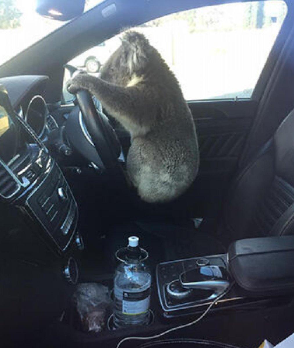 Avustralya'da zincirleme kazaya sebep olan koala