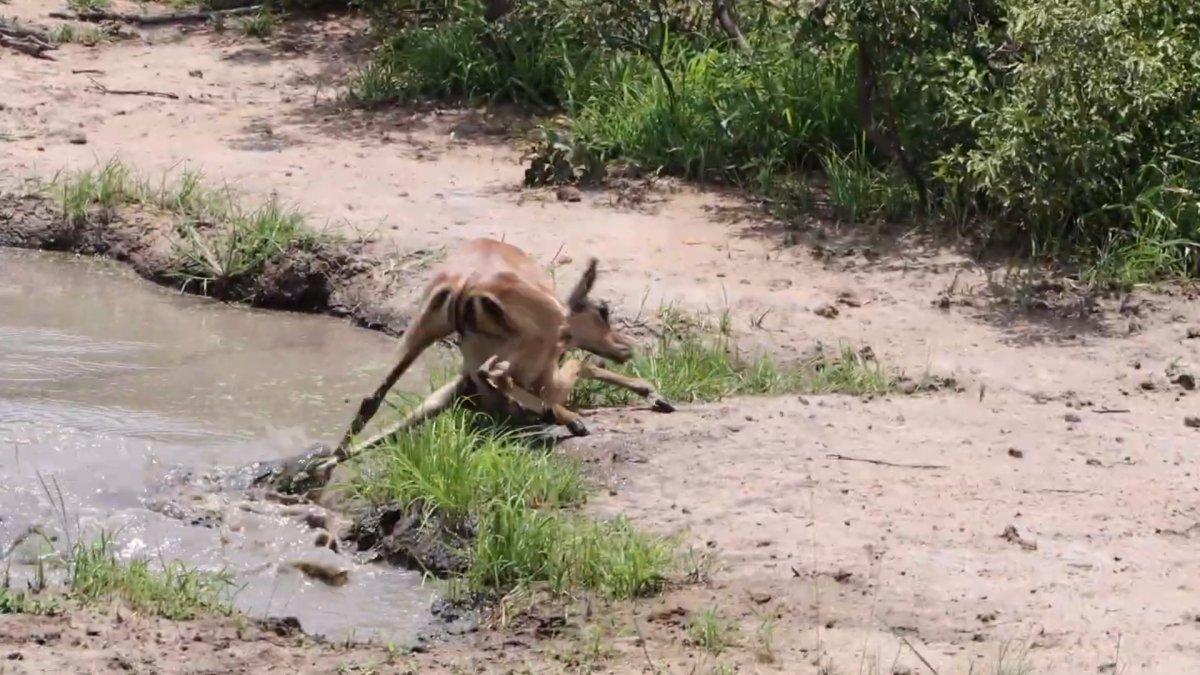 2 kez timsah saldırısından kurtulan impala, leopardan kaçamadı