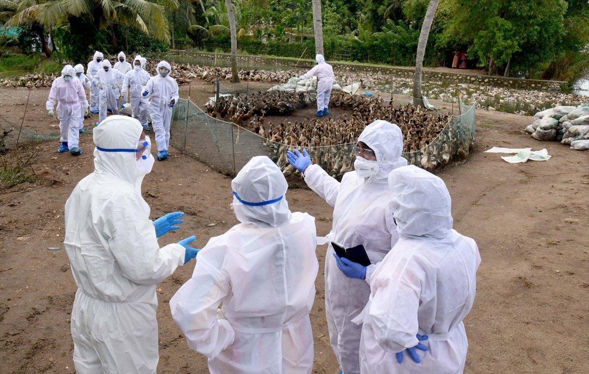 Cezayir'de kuş gribi tespit edildi