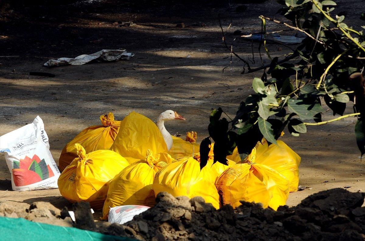 Cezayir'de kuş gribi tespit edildi