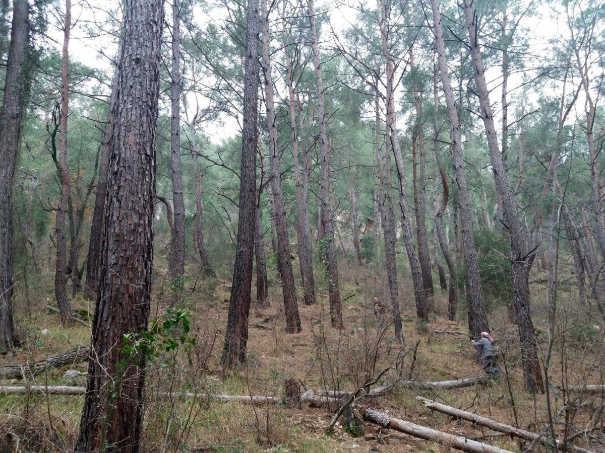 Antalya'da kimliği belirsiz kişiler, 100 yıllık ağaçları köklerinden söktü