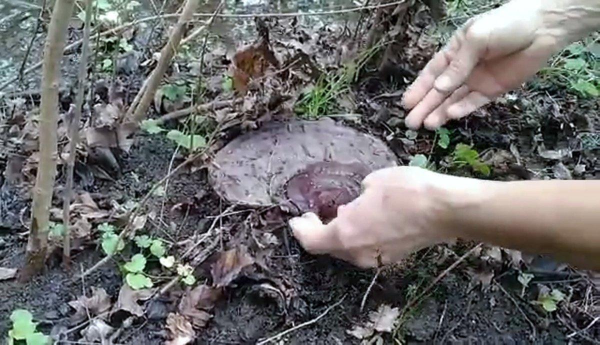 Muğla'da gezerken ölümsüzlük mantarı bulup, topladı