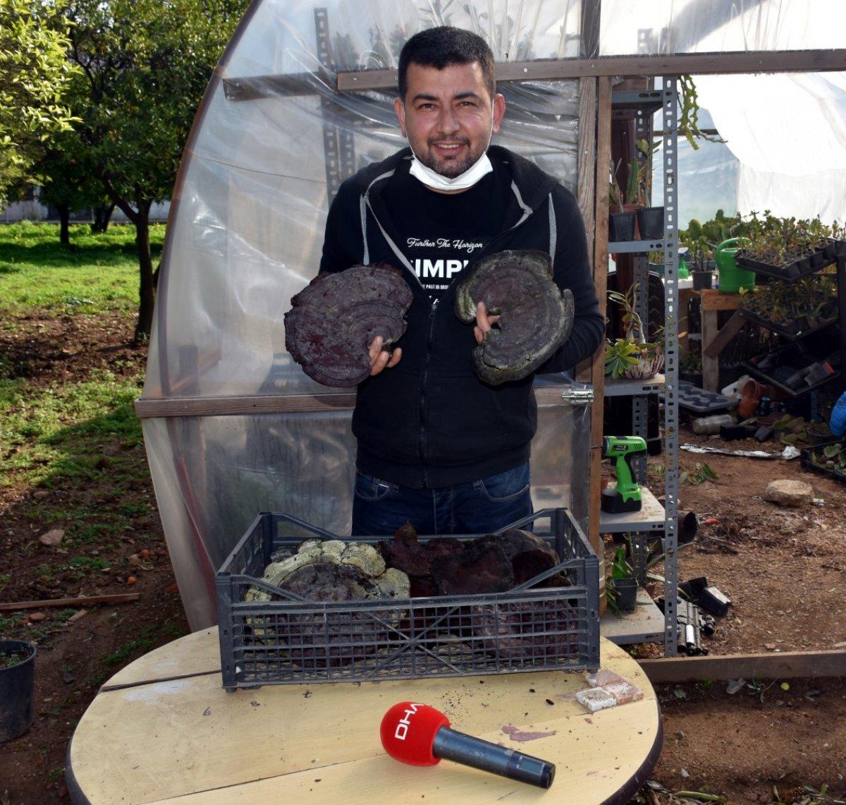 Muğla'da gezerken ölümsüzlük mantarı bulup, topladı