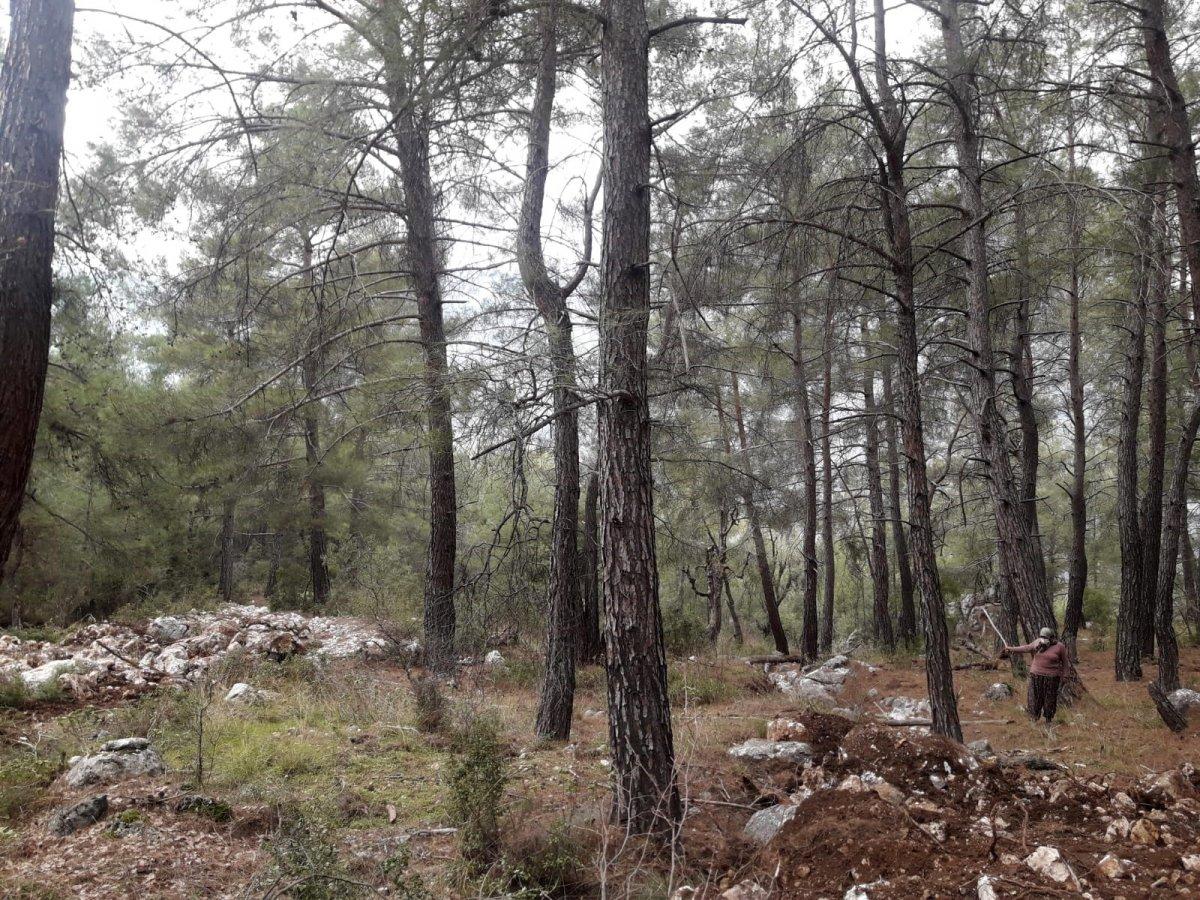 Antalya'da kimliği belirsiz kişiler, 100 yıllık ağaçları köklerinden söktü