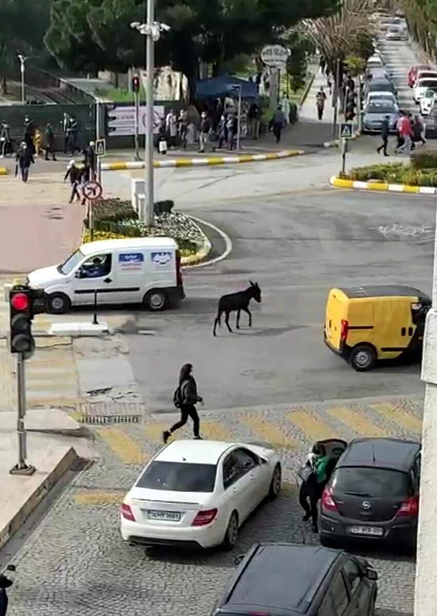 Aydın caddelerinde yürüyen sıpa