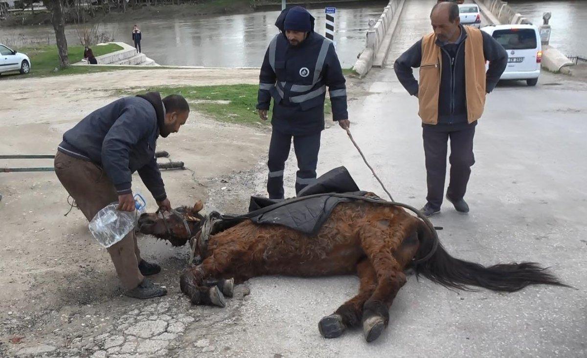 Edirne'de, aşırı yükten yere yığılan at hem sürüklendi hem kuyruğu çekildi
