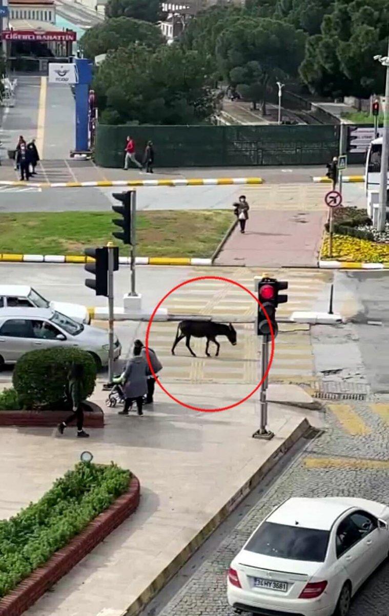 Aydın caddelerinde yürüyen sıpa