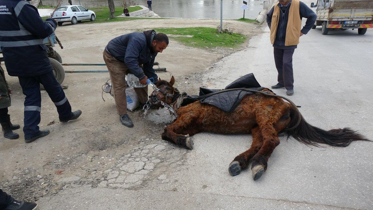 Edirne'de, aşırı yükten yere yığılan at hem sürüklendi hem kuyruğu çekildi
