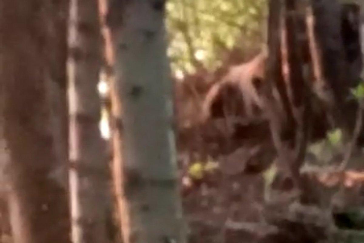 Rize'de korku dolu ayı kurtarma operasyonu kamerada