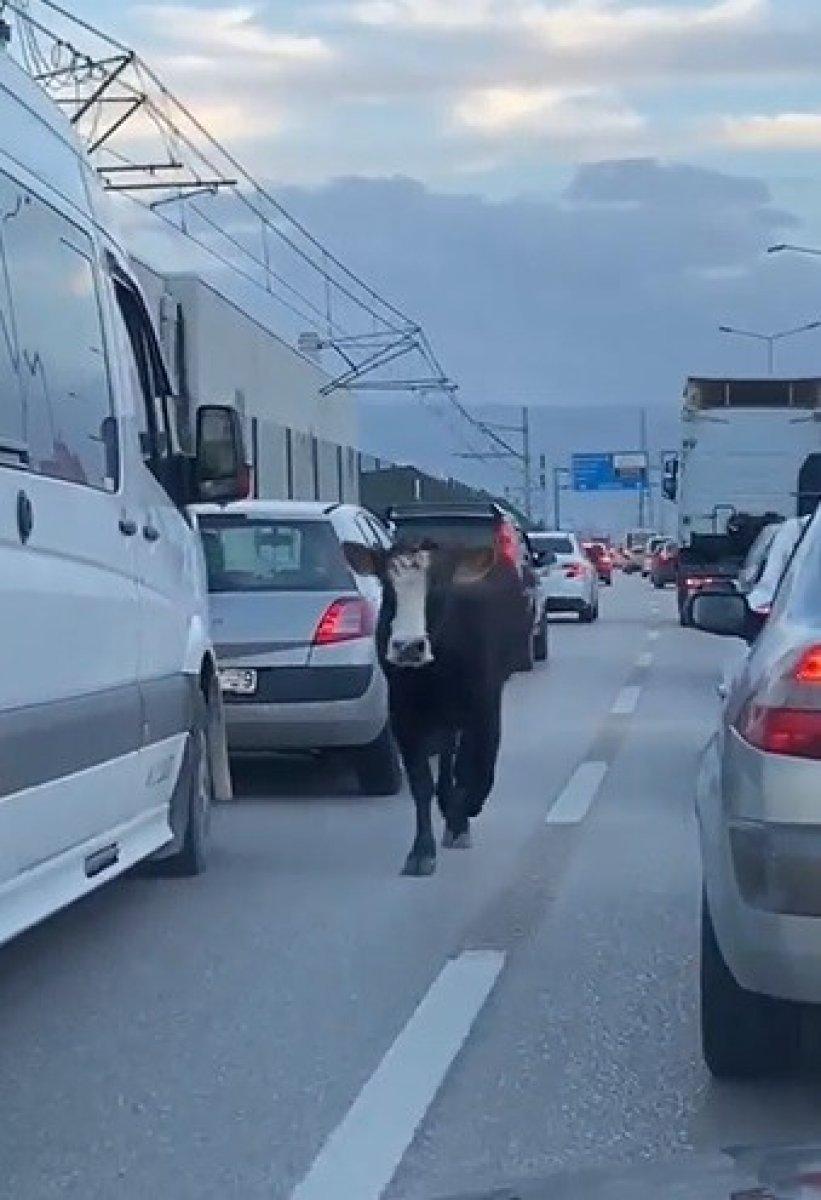 Bursa'da bir dana, trafiğe çıktı