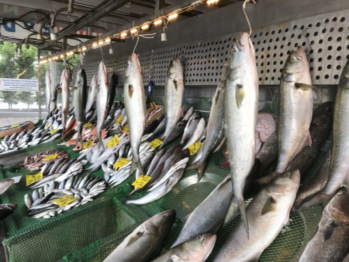 Marmara’da kofana bolluğu: Kilosu 300 liradan 70 liraya düştü