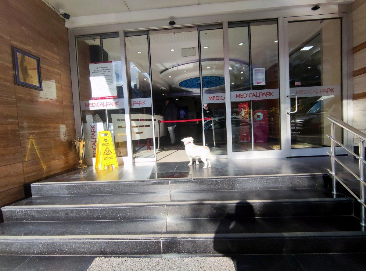 Trabzon'un 'Hachiko'su Japonya'da gündeminde