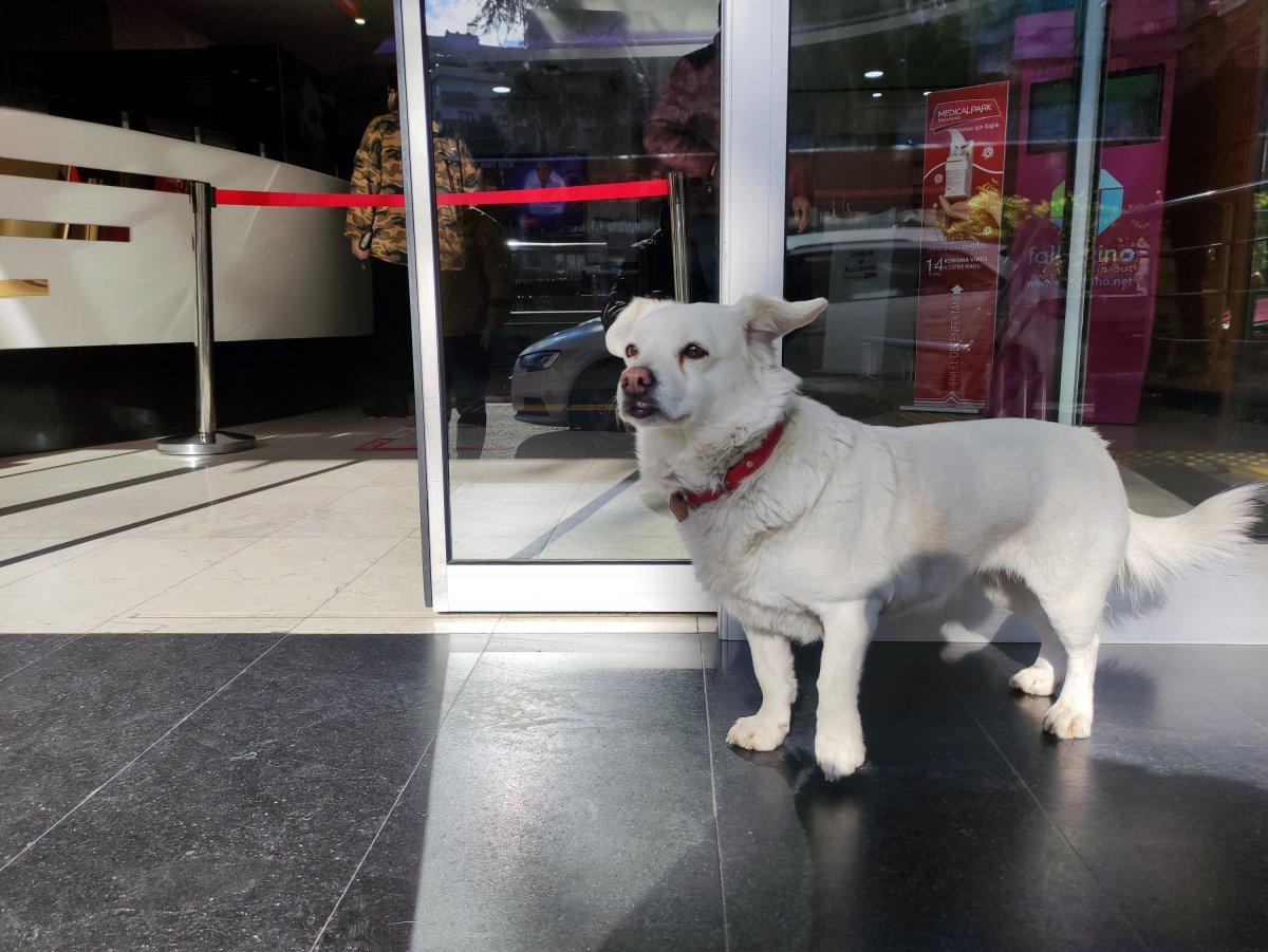 Trabzon'un 'Hachiko'su Japonya'da gündeminde