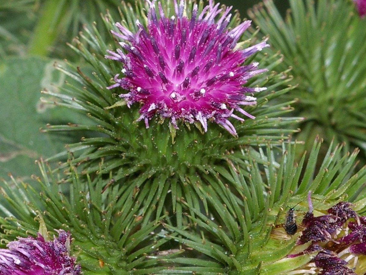 Dulavrat otu nedir, faydaları nelerdir? Dulavrat otu nasıl kullanılır?