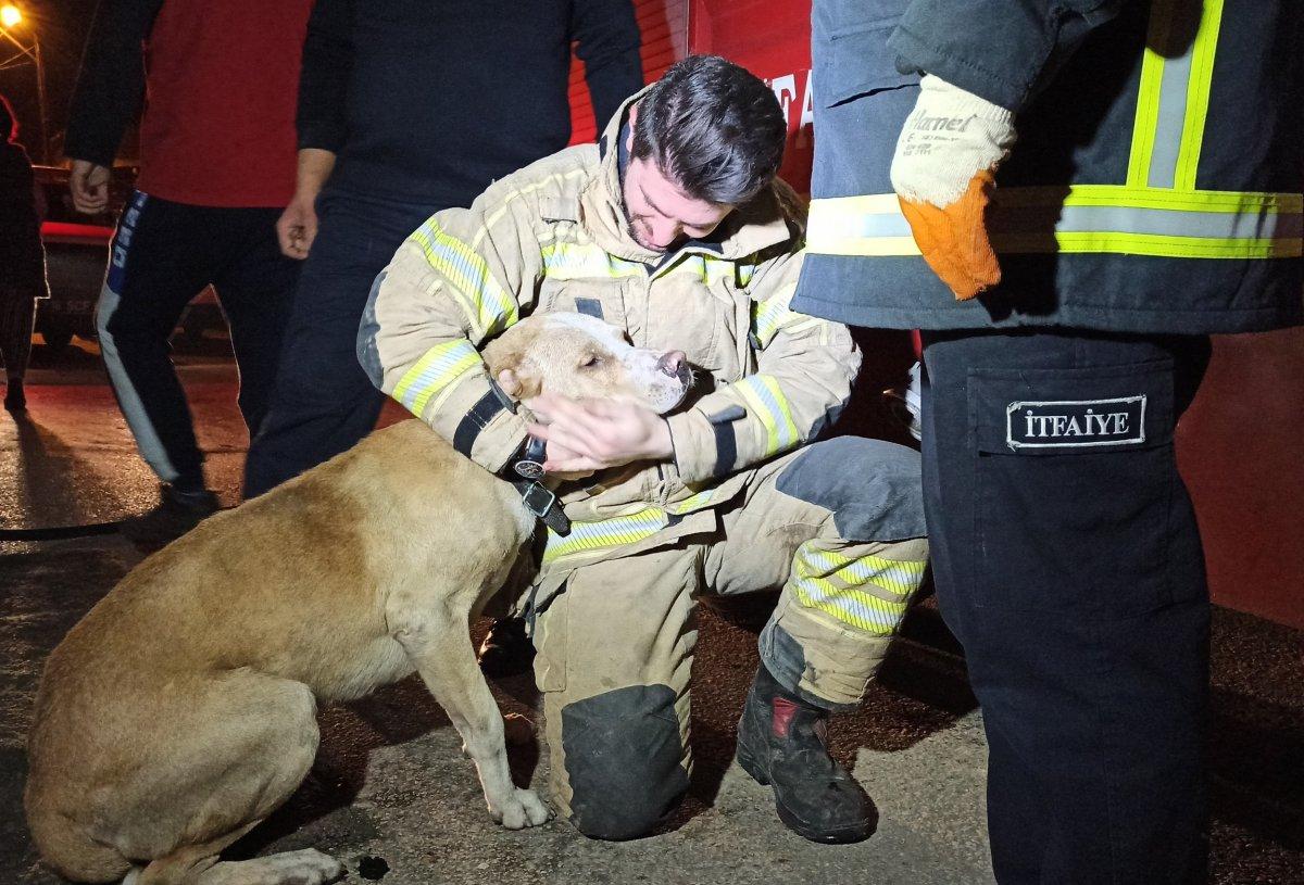 Bursa'da köpeğe kalp masajı yaparak kurtardılar