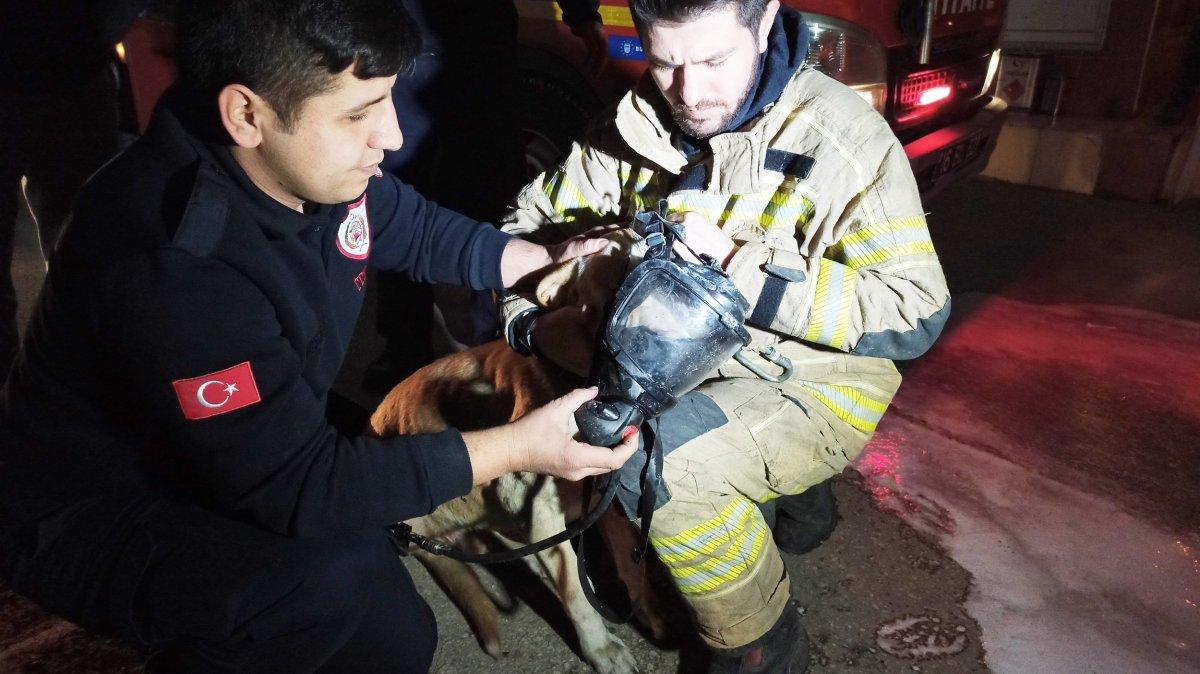 Bursa'da köpeğe kalp masajı yaparak kurtardılar