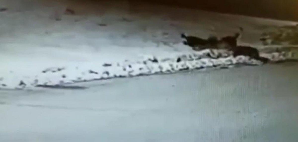 Erzincan'da ilçe merkezine inen aç kurtlar, köpeği boğdu