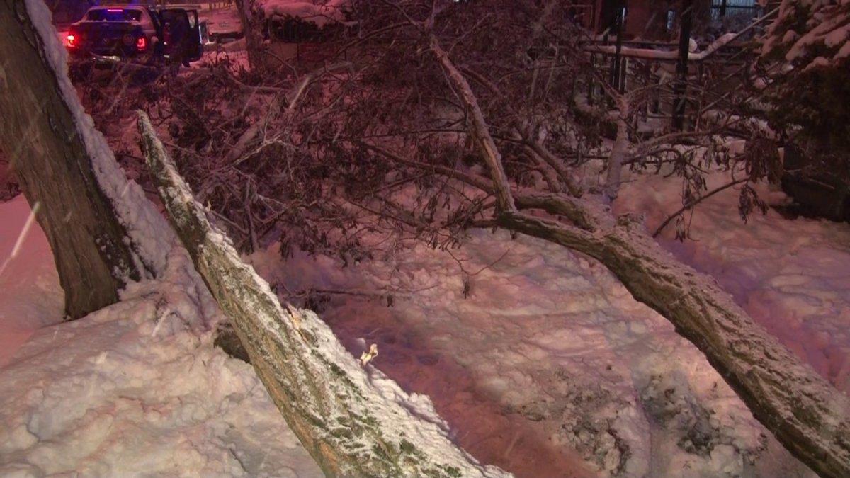 Anadolu Yakası'ndaki kar yağışı ağaçları devirdi