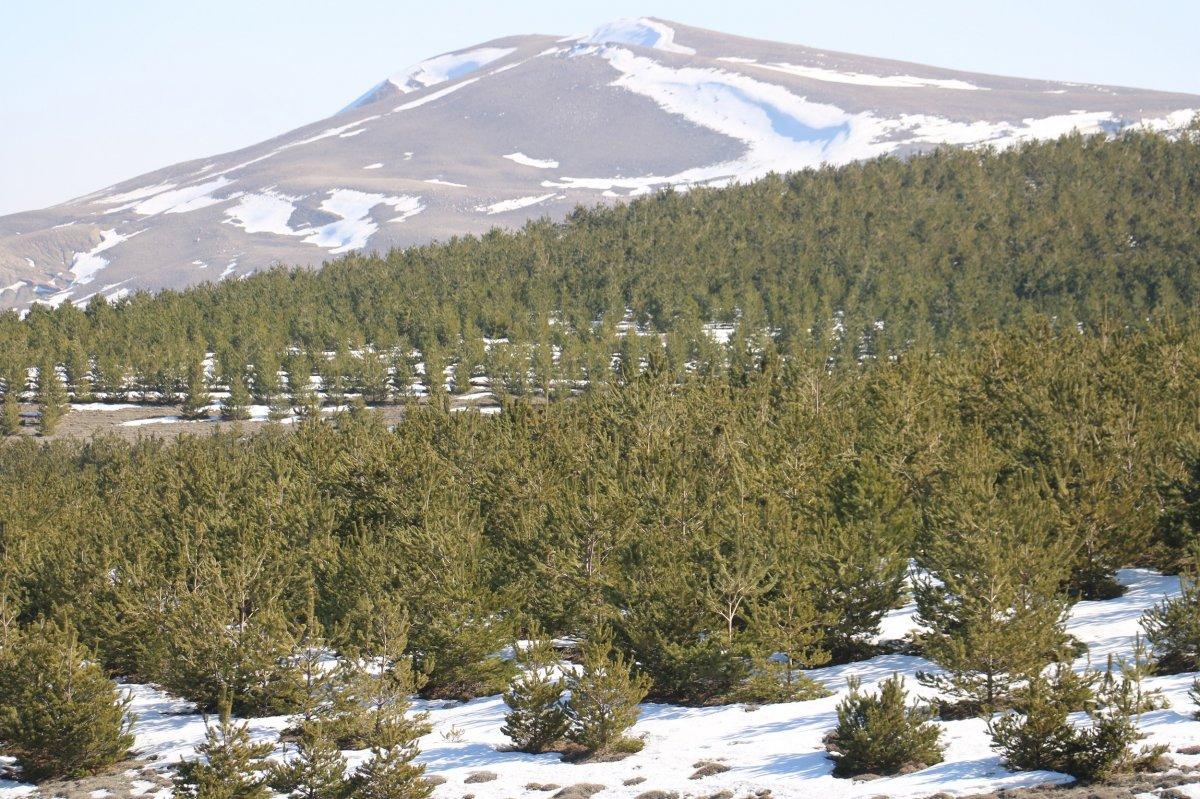 Sivas'ta dikilen ağaçlar büyüdü, bozkır orman oldu