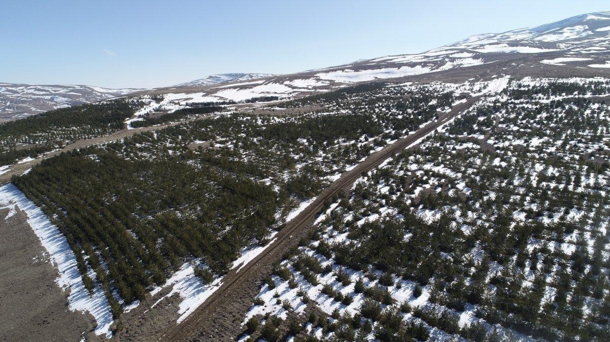Sivas'ta dikilen ağaçlar büyüdü, bozkır orman oldu