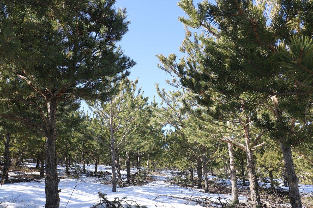 Sivas'ta dikilen ağaçlar büyüdü, bozkır orman oldu