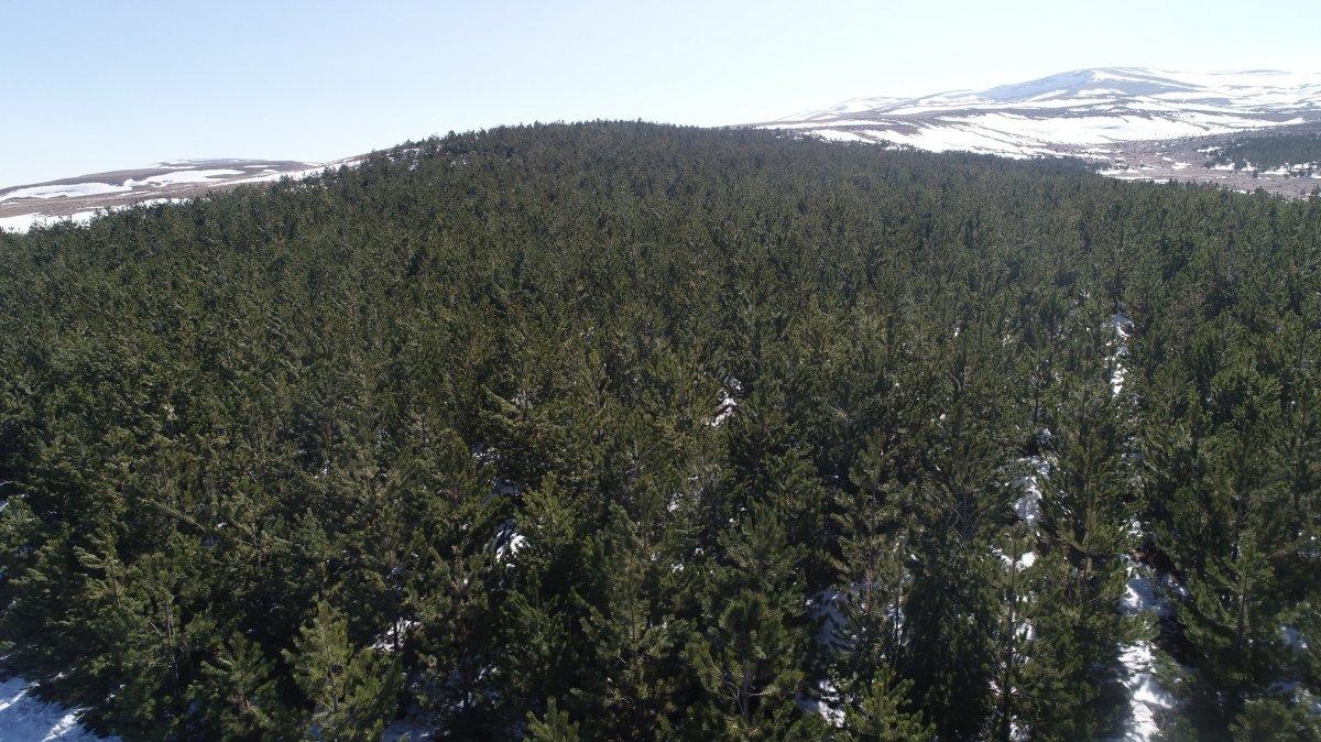 Sivas'ta dikilen ağaçlar büyüdü, bozkır orman oldu