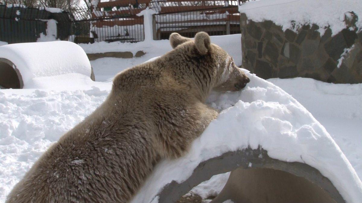 Çekmeköy'de, hayvanat bahçesindeki ayı karın keyfini çıkardı