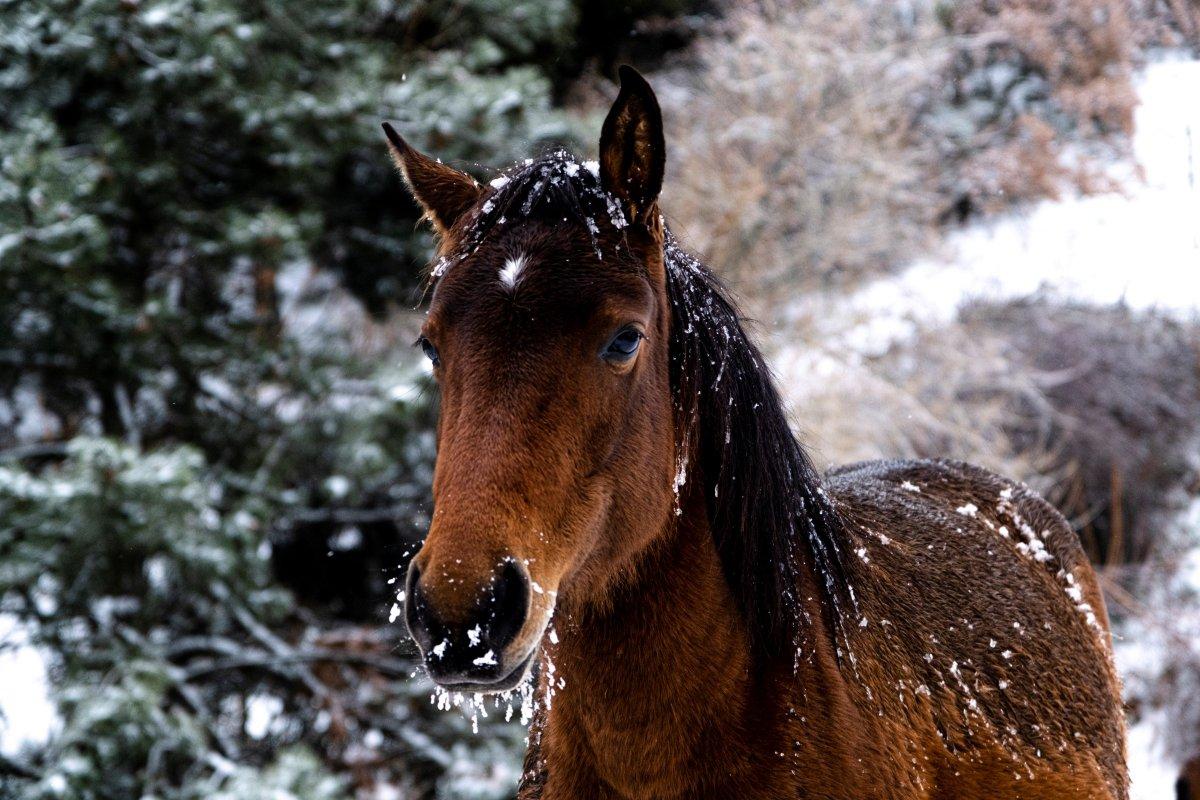 Manisa'da Spil Dağı'na giden minik Kuzey'i, yılkı atı ısırdı