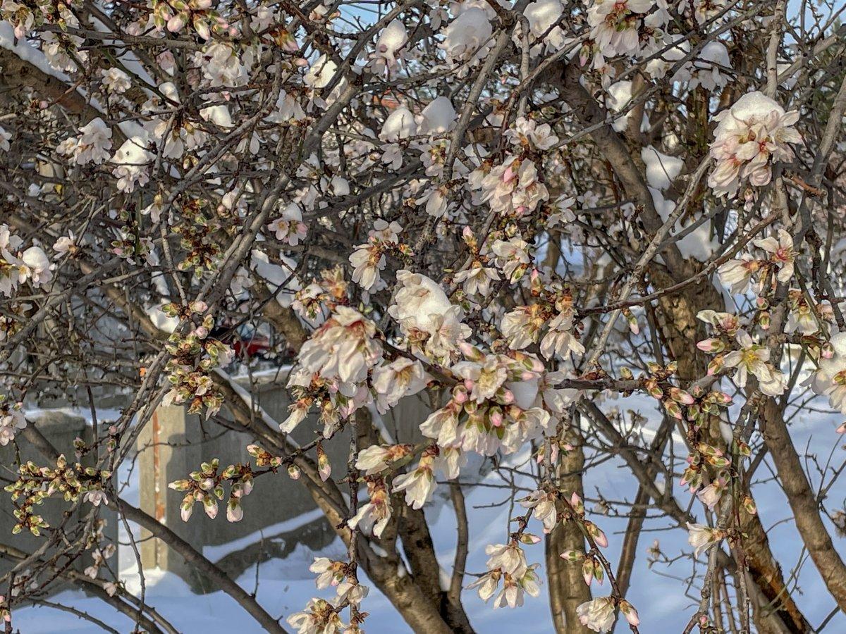 Edirne'de yalancı bahara aldanıp, çiçeklenen meyve ağaçları buz tuttu