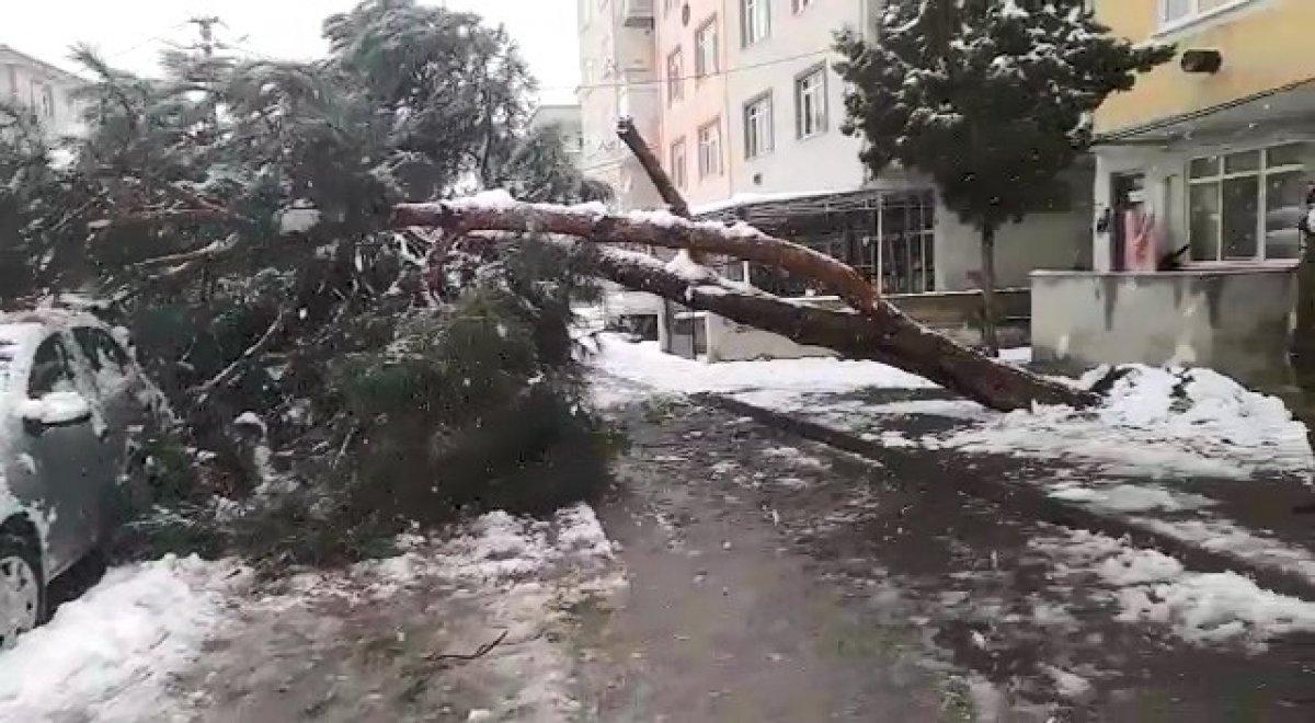 Kocaeli'de ağaç park halindeki araçların üzerine devrildi