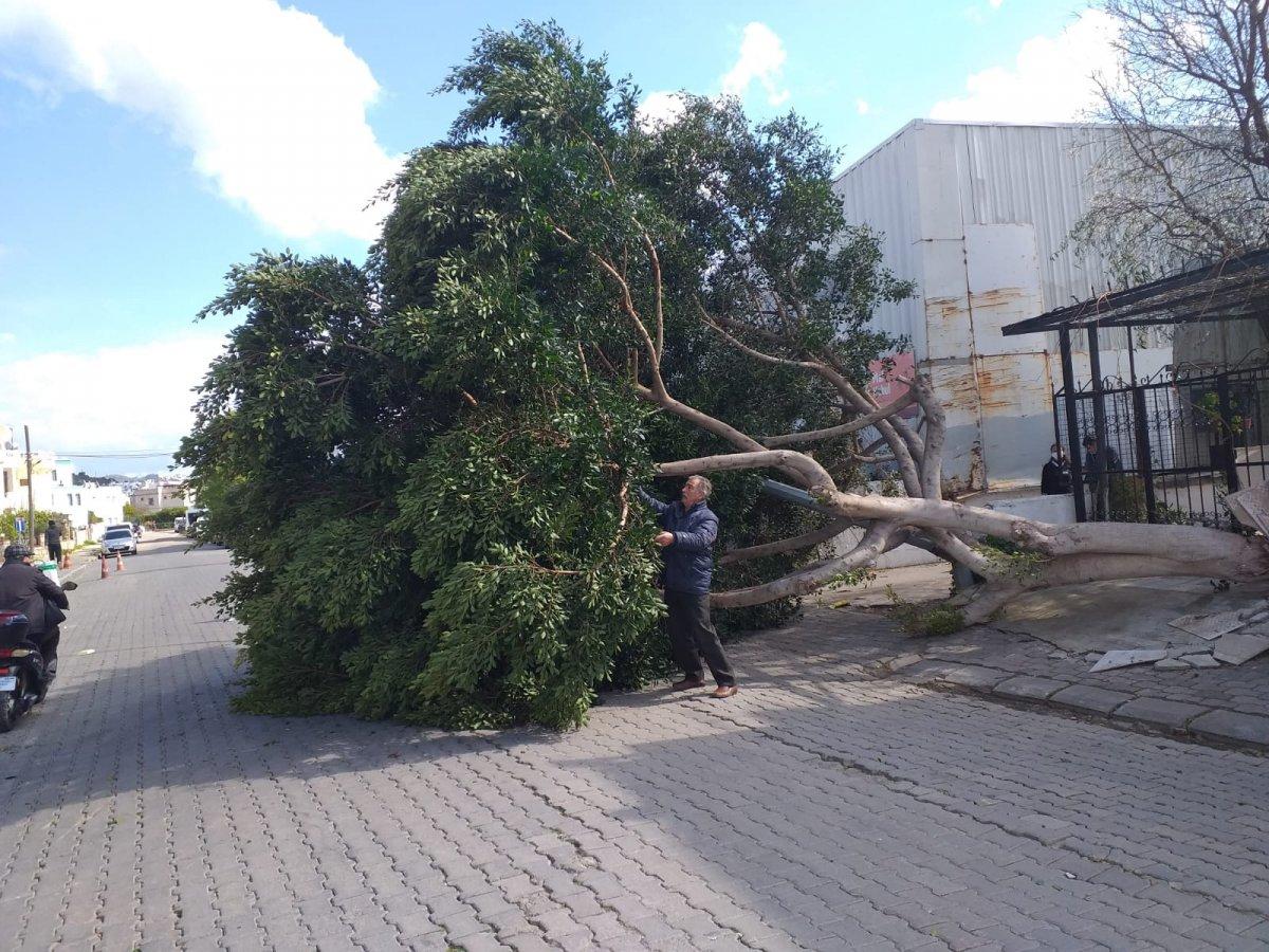 Muğla'da etkili olan fırtına, ağaçları devirip tekneleri batırdı