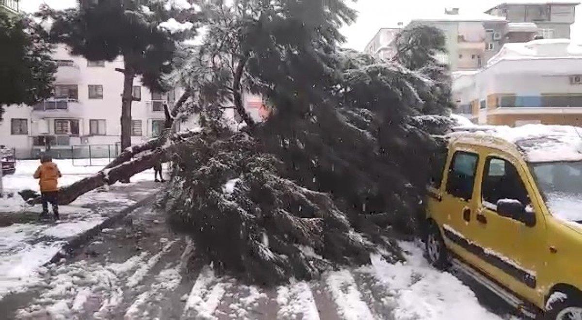 Kocaeli'de ağaç park halindeki araçların üzerine devrildi