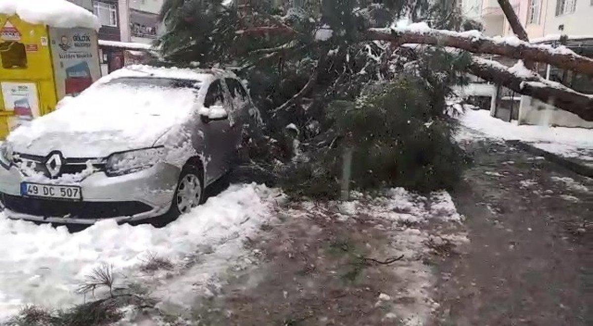 Kocaeli'de ağaç park halindeki araçların üzerine devrildi