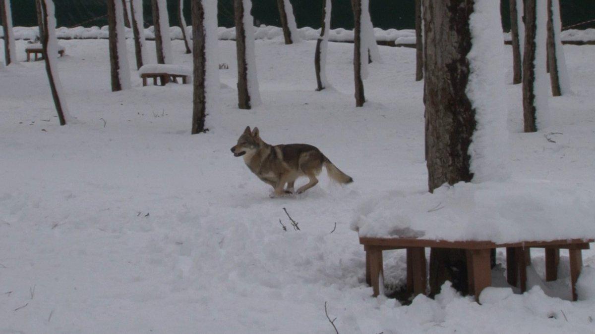 Çekmeköy'de, hayvanat bahçesindeki ayı karın keyfini çıkardı