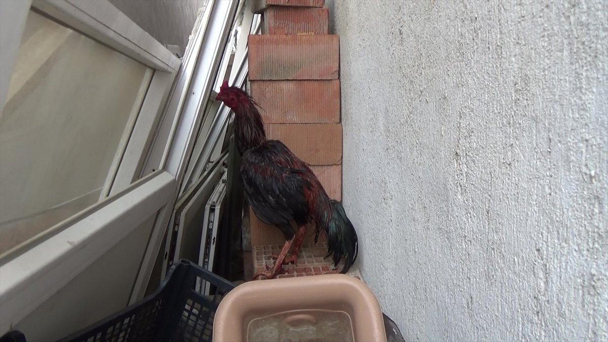 Aydın'da horoz dövüştüren 27 kişi suçüstü yakalandı