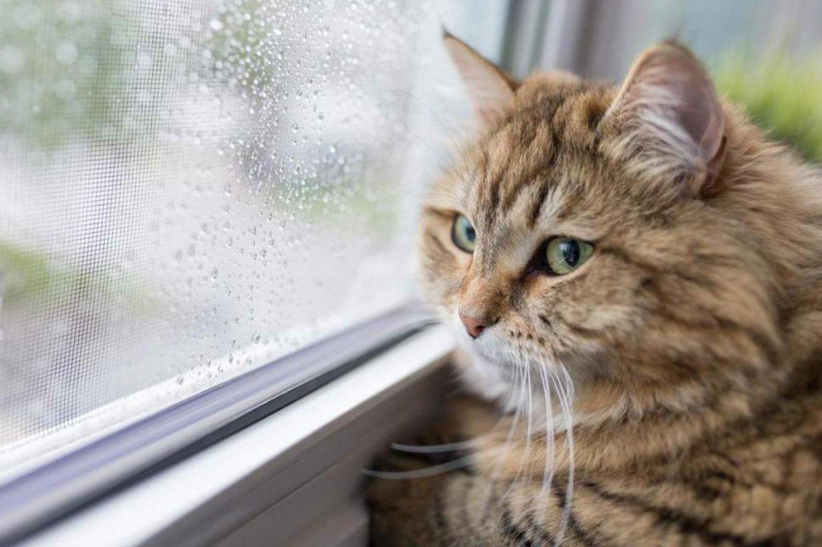 17 Şubat Dünya Kediler Günü nasıl ortaya çıktı? Kedilerle illgili anlamlı ve güzel sözler..